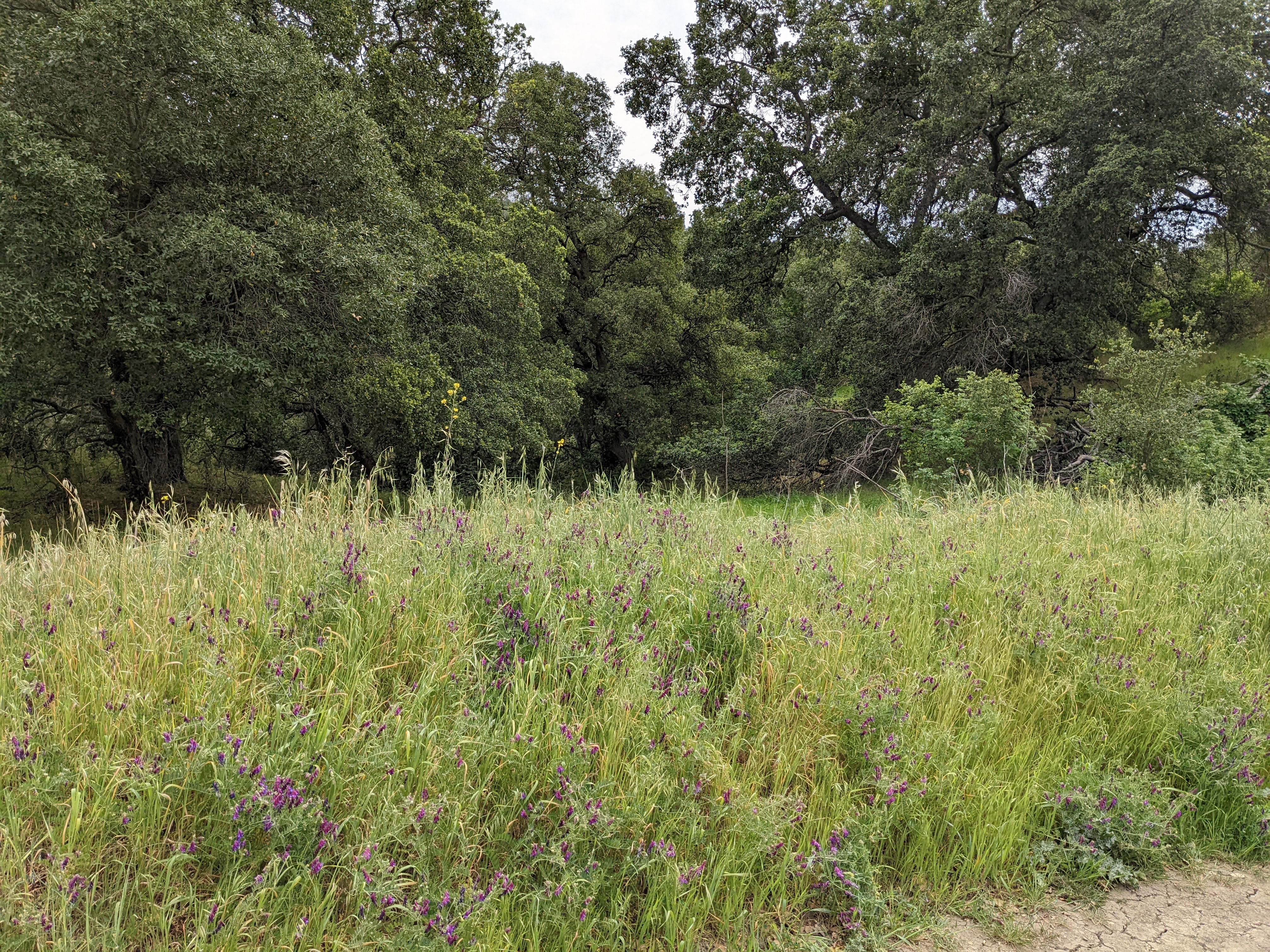 Wildflower meadow and oak grove